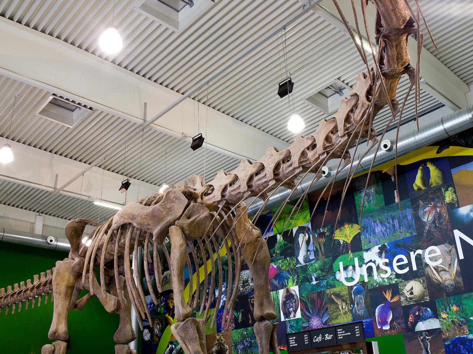 Gondwana – Das Praehistorium – Photo: Dhoefgen
